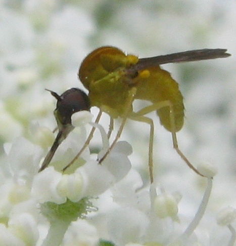 Cephalodromia sp.